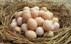 鸡蛋中蛋清和蛋黄的比例是多少，哪个更