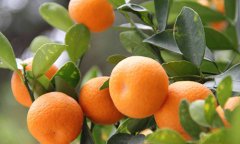 秋季一天吃多少橘子最养生！