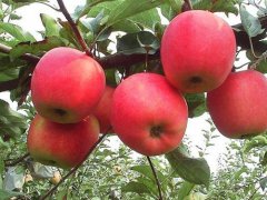 有褐色斑点的苹果到底能不能食用？